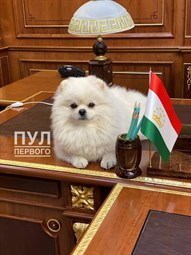 Лукашенко привез на саммиты в Душанбе сына Николая и шпица